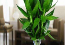 观音竹和莲花竹一样吗？