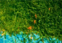 伊乐藻种植多久？