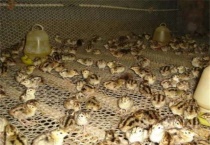 养殖鹌鹑为什么赔钱