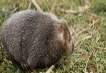 竹鼠拉黑屎该如何应对 竹鼠主要分布在哪