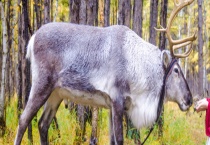 禁食野生动物后 能食用的动物有哪些？