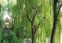 柳树和杨柳树是一样吗？