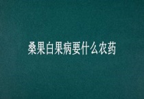 桑果白果病要什么农药