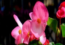 四季海棠的繁殖方法 分别介绍播种、扦插、分株三种方式