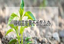 辣椒苗发黄不长怎么办？