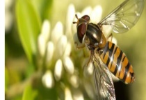 意蜂定点养殖什么品种好 意蜂定养品种根据气候选择