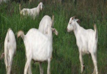 羊口疮的防治方法 附临床症状