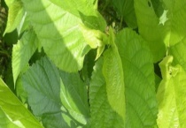 生吃桑叶可行吗 用桑叶泡水喝有什么好处