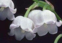 蝴蝶铃兰怎么养