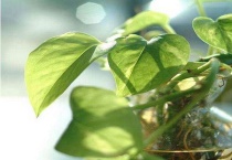 绿萝的叶子有黑斑是怎么回事