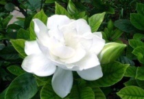 栀子花几月份开始发芽