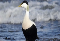 欧绒鸭产地在哪里 什么是欧绒鸭