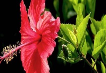 朱槿花和扶桑花的区别？