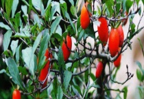 金弹子结果需要几年 附金弹子种植注意事项