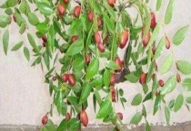 盆栽叶片发白怎么办？