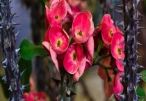 刺梅的别称，刺梅种植的土壤配制和浇水方式