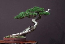 松树盆景枯黄还有救吗？