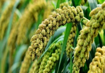 什么药可以防治谷子钻心虫 附谷子钻心虫的发生特征