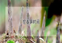 挖春笋时间