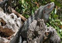 刺尾鬣蜥多少钱一只 如何饲养