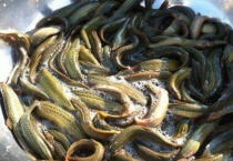 冬天放生泥鳅会冻死吗？