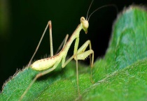 螳螂是益虫还是害虫 螳螂怎么饲养