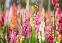 金鱼草产地分布 金鱼草养殖多久？