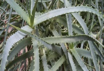 芦荟叶子发黄怎么办 原因是什么？