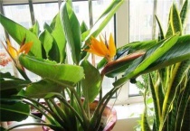 天堂鸟叶子发黑是什么原因？