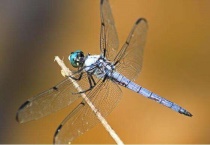 蜻蜓和苍蝇都有复眼对吗？