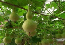 葫芦的养殖方法和注意事项