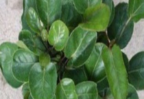 金钱兜叶子发黄怎么办 金钱兜叶子发黄的原因？