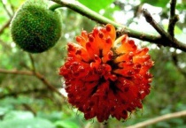 楮树花有什么营养