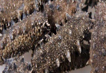 干海参如何食用 海参去涩腥味多久？