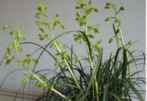 大一品多少元一苗