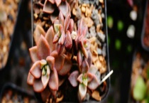 姬胧月多肉有毒吗？