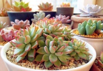 冬天买多肉能不能养活