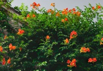 凌霄花的种类有哪些？