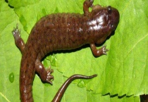 蝾螈是国家保护动物吗 蝾螈有哪些种类