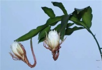 昙花为什么在晚上9点开放