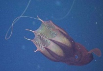 乌贼是鱼类吗？