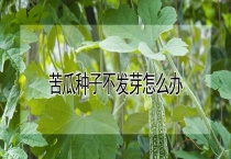 苦瓜种子不发芽怎么办？