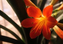 君子兰的叶子能插活吗？