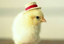 小鸡一直叫怎么才能停