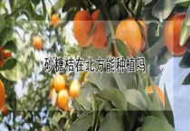 砂糖桔在北方能种植吗？