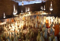 鹅舍怎么建比较好 耐寒温度是多少度 多少度能被冻死