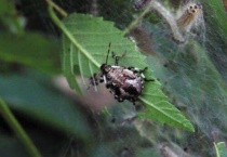 臭妮子是什么昆虫