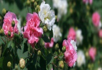 木芙蓉花期是什么时候 附生长习性和作用