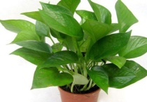 绿萝冻黑了特别蔫还能救活吗？