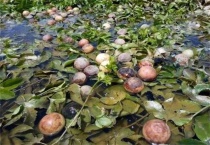 台风来袭果园该怎么多久？